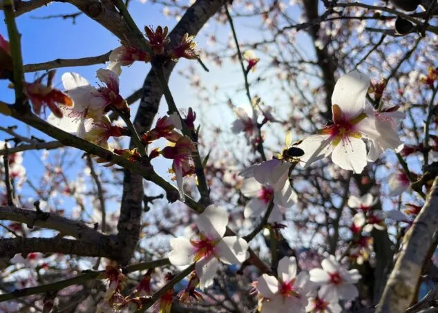 almendro en flor en alcalali