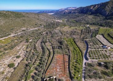 Campo de almendros arrasado entre otros cultivos
