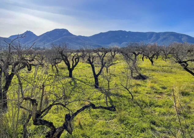 Imagen: Campo de almendros en mal estado