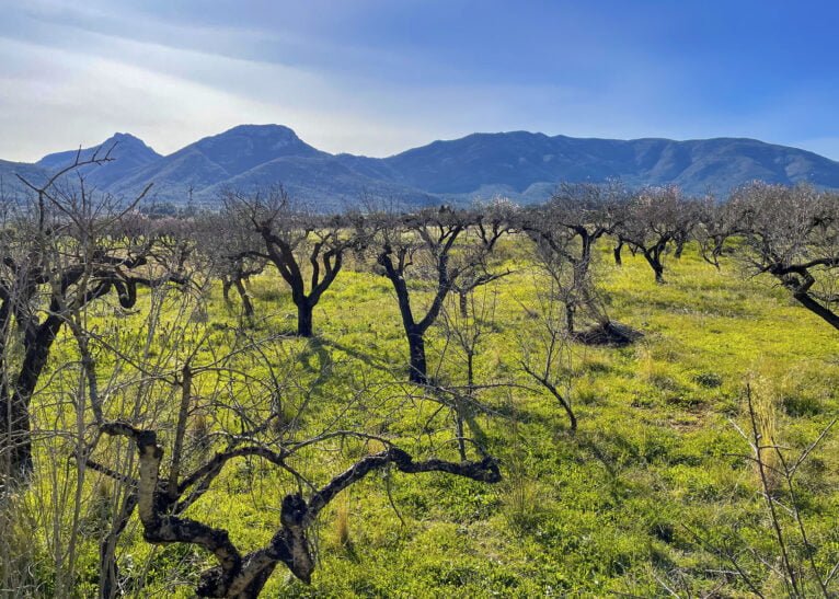 Campo de almendros en mal estado