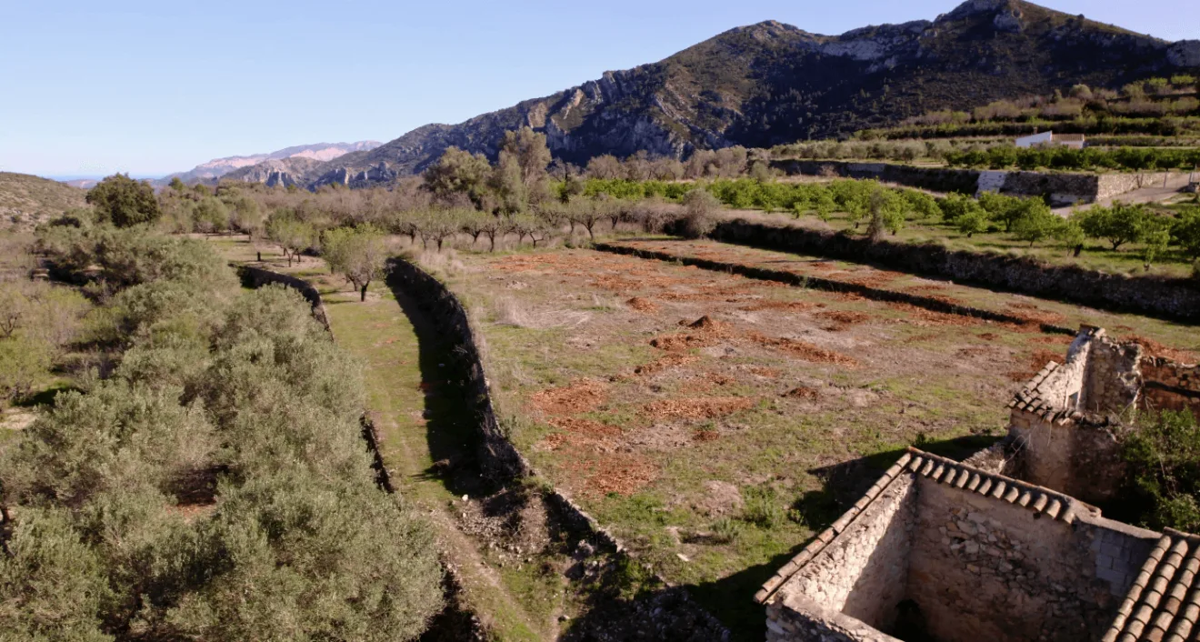 campos de almendros devastados en alcalali