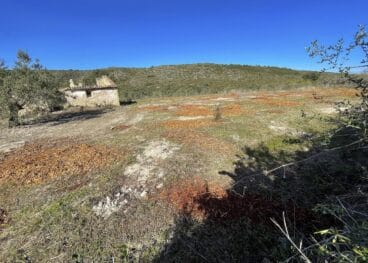 Campos de almendros erradicados