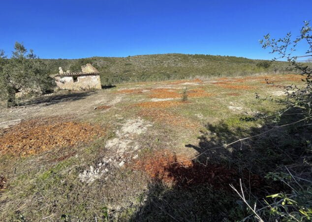 campos de almendros erradicados