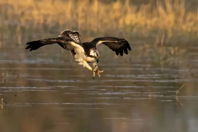 Pego programa una cita con Estell, el águila pescadora de la Marjal, para celebrar el Día de los Humedales 3 Imagen: Estell, el águila pescadora de la Marjal