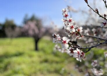 Flor de almendro en febrero