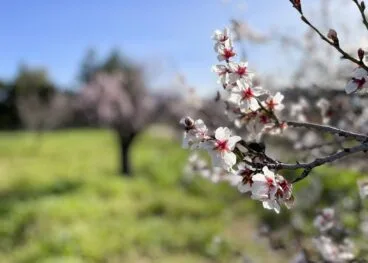 Flor de almendro en febrero