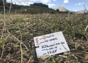 Identificación de la muestra de árboles en Alcalalí