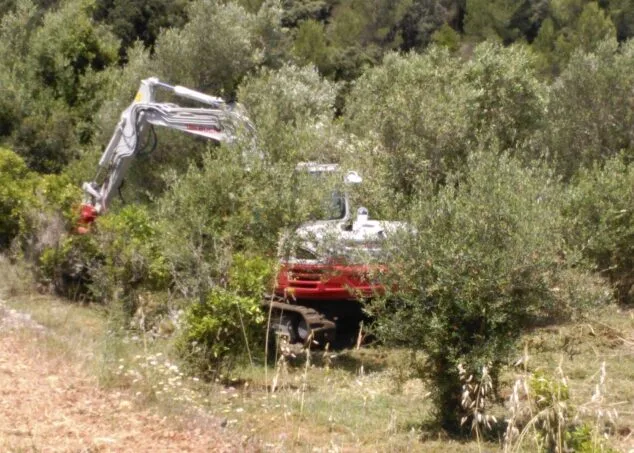 maquinas triturando los arboles en alcalali