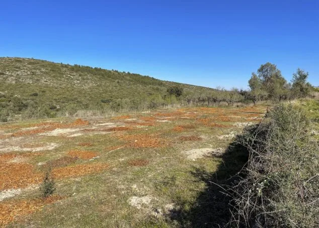 parcela de almendros completamente devastada