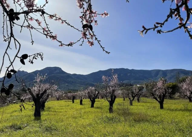 Imagen: Parcela en Alcalalí de almendros en flor