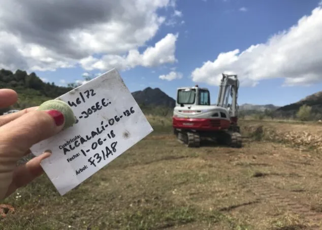 parcela identificada y erradicada 1