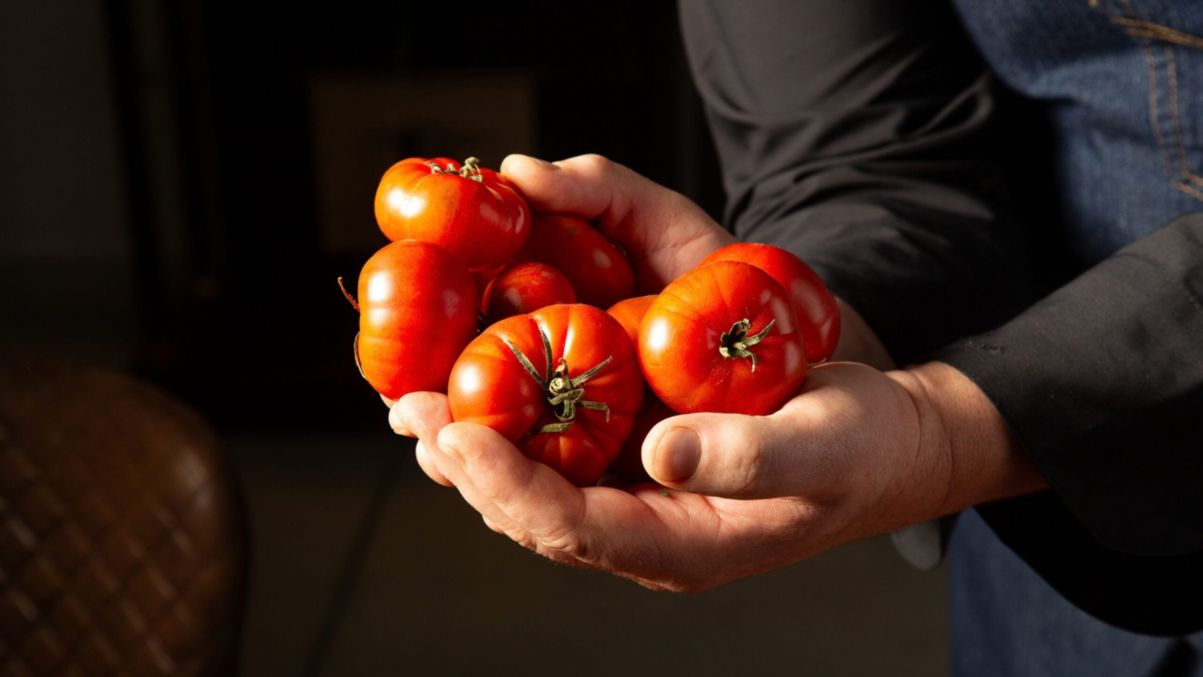 Tomates de primera calidad