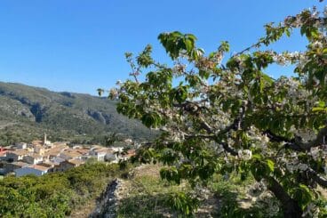 cerezos de la vall de gallinera