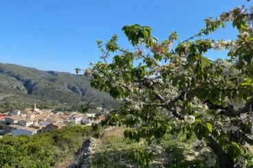 cerezos de la vall de gallinera