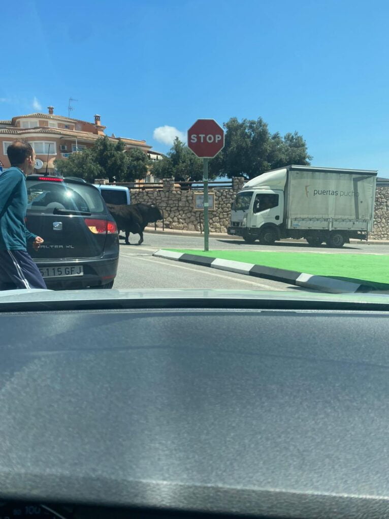 El toro circula por la entrada de Teulada