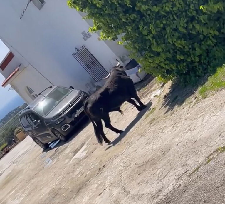 El toro escapado de las fiestas de Teulada