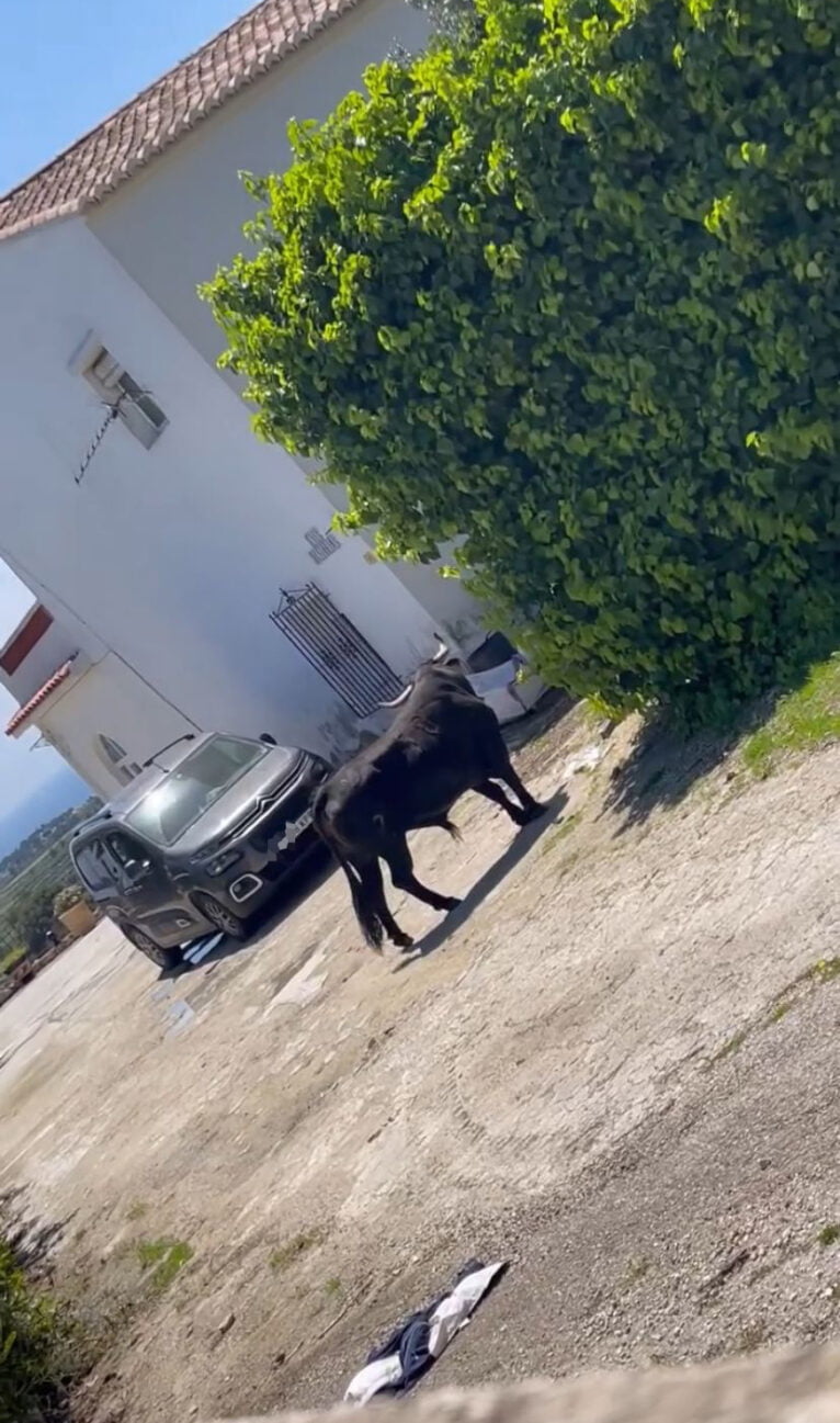 El toro escapado de las fiestas de Teulada