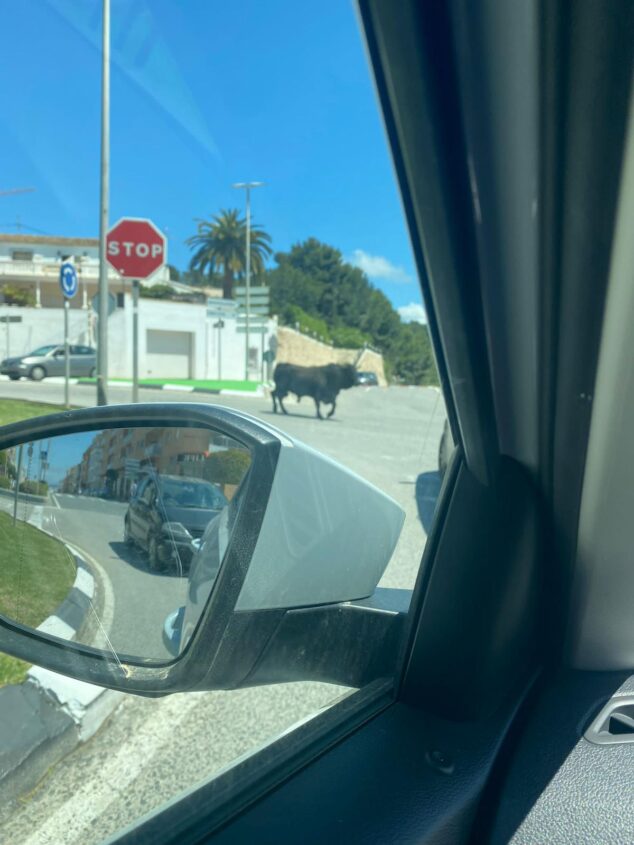 el toro escapado por la via principal de teulada