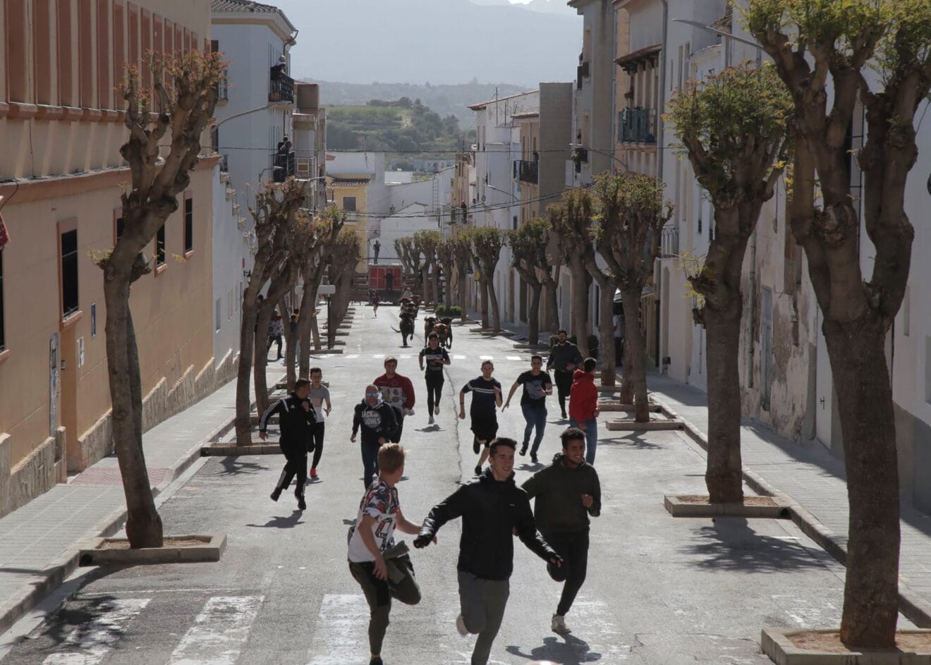 Entrada de toros y vacas en la fiestas de Sant Vicent Ferrer