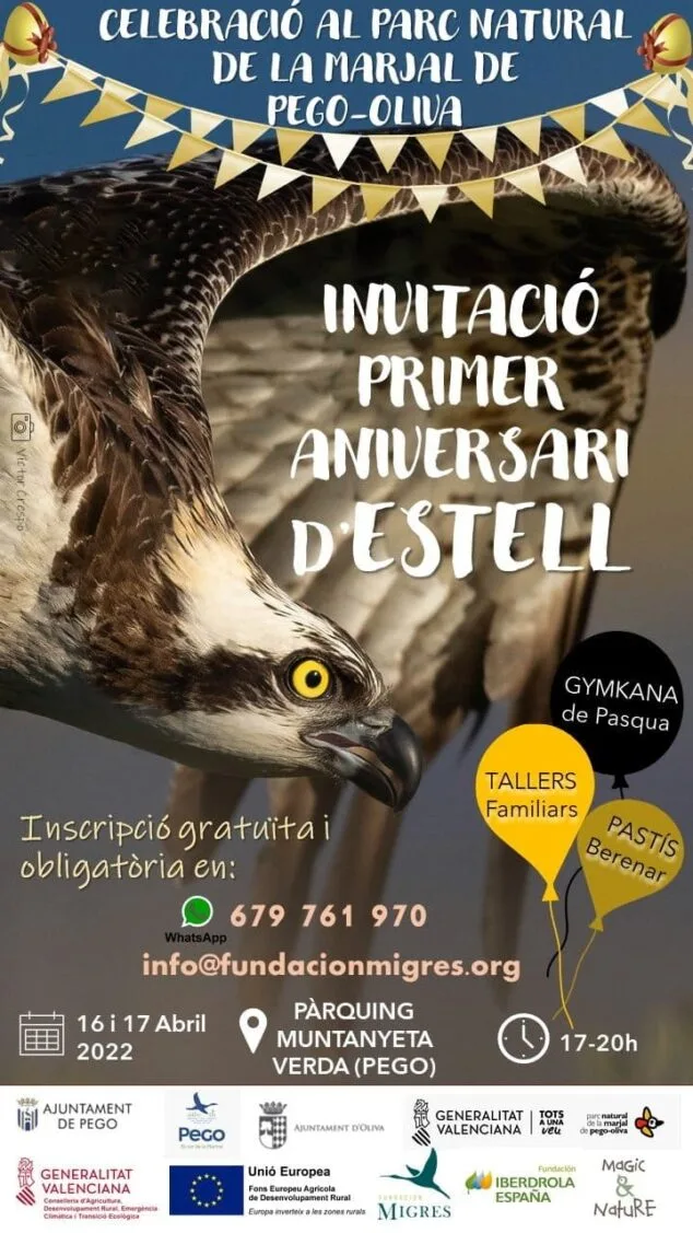 Varias actividades conmemorarán el primer año de Estell, el águila pescadora que habita en la Marjal de Pego 1 Imagen: Actividades por el aniversario de Estell