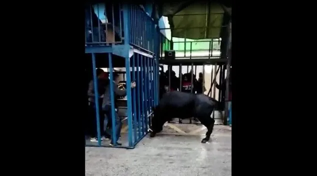 susto en los toros de benissa