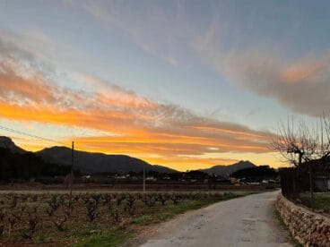 Viñas en Xaló bañadas por el crepúsculo