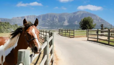 Cabalos y establos alrededor de las instalaciones de Vall de Cavall