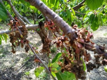 cerezos destrozados cosecha 2022