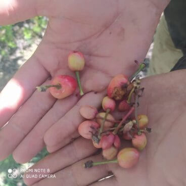 Cosecha cerezas marina alta 2022