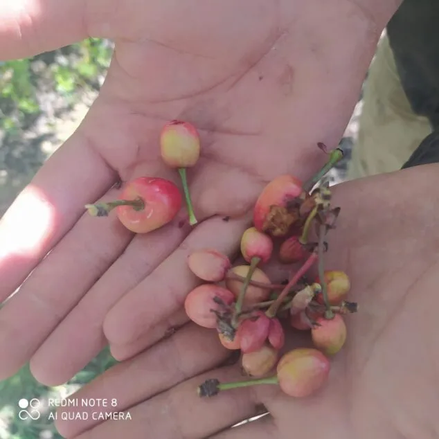 Otra cosecha catastrófica para la cereza de les Valls de la Marina Alta: este año perderán un 99% de la producción 1 Imagen: Cosecha cerezas marina alta 2022