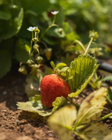 Frutas de la huerta