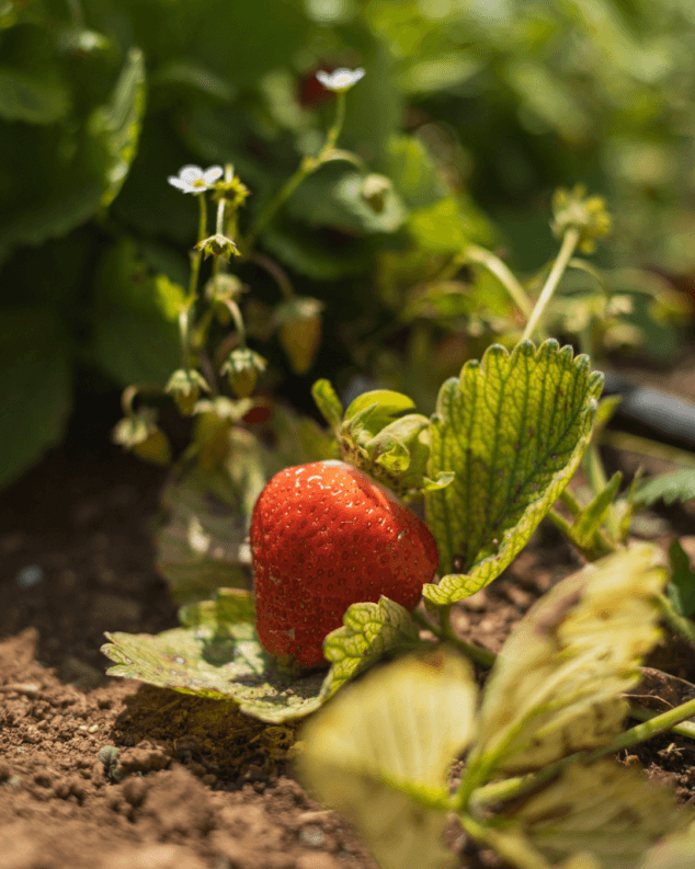 frutas de la huerta