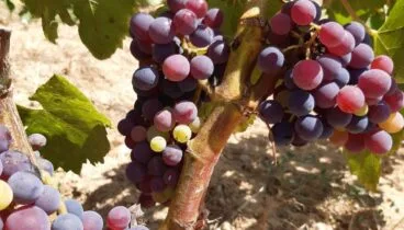 Viñas en la Marina Alta de agricultura sostenible