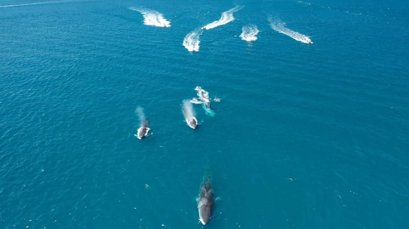 Embarcaciones de recreo tras los rorcuales - Asociación EDMAKTUB