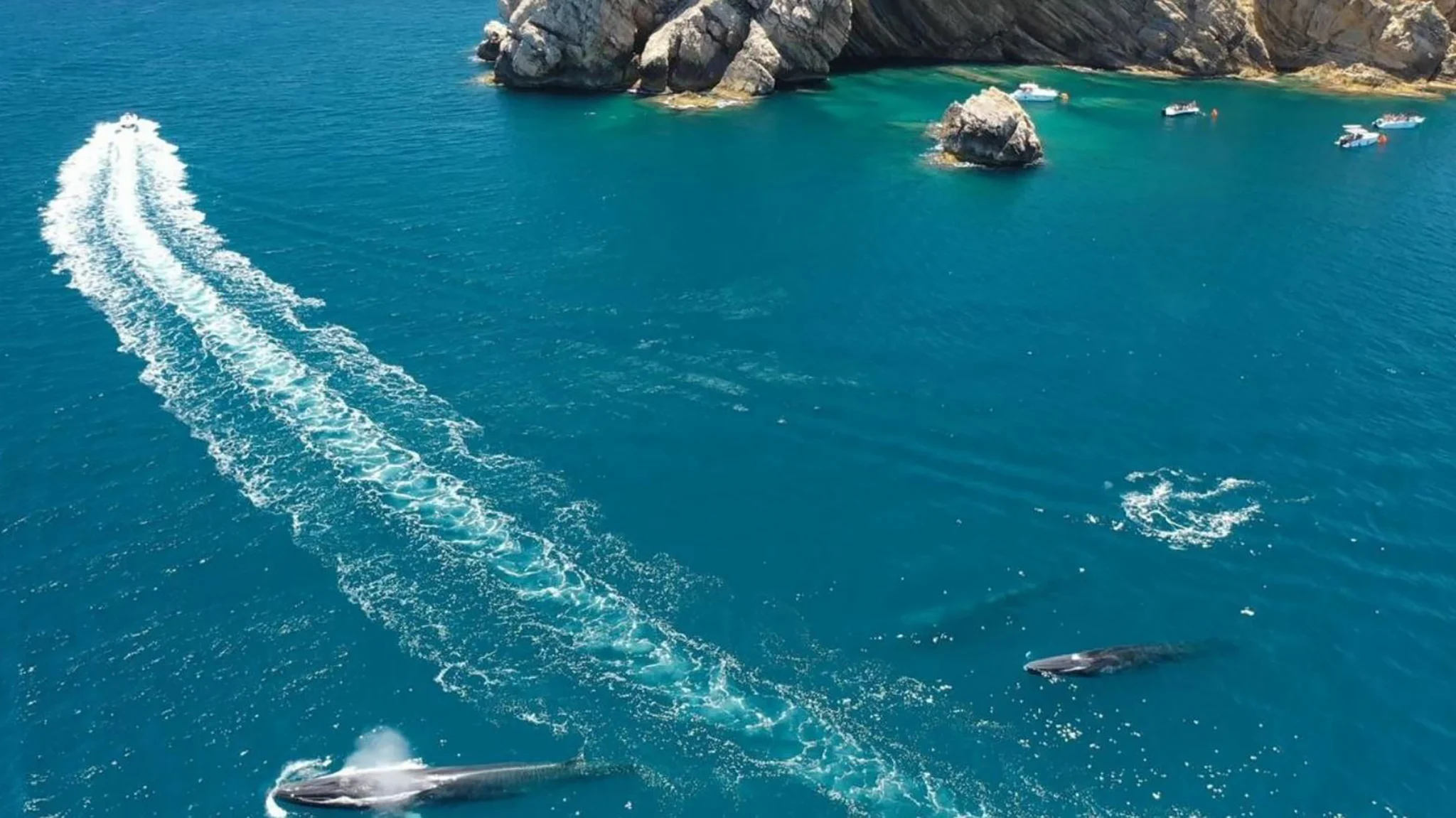 Estela de la embarcación en Xàbia entorpeciendo el paso de las ballenas