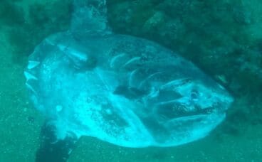 Pez luna muerto frente a la cara norte de Cap Prim de Xàbia