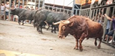 Bous al carrer Pedreguer