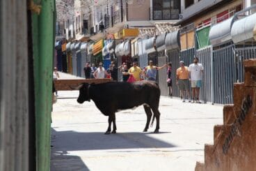 Día de las quintadas en las Fiestas de Julio de Pedreguer 86
