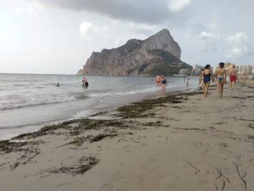 Pradera de posidonia en la playa de la Fossa de Calp