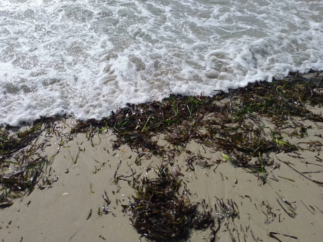 Posidonia en una playa de Calp