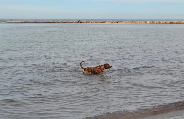 Imagen: Perro bañándose en la playa de Dénia