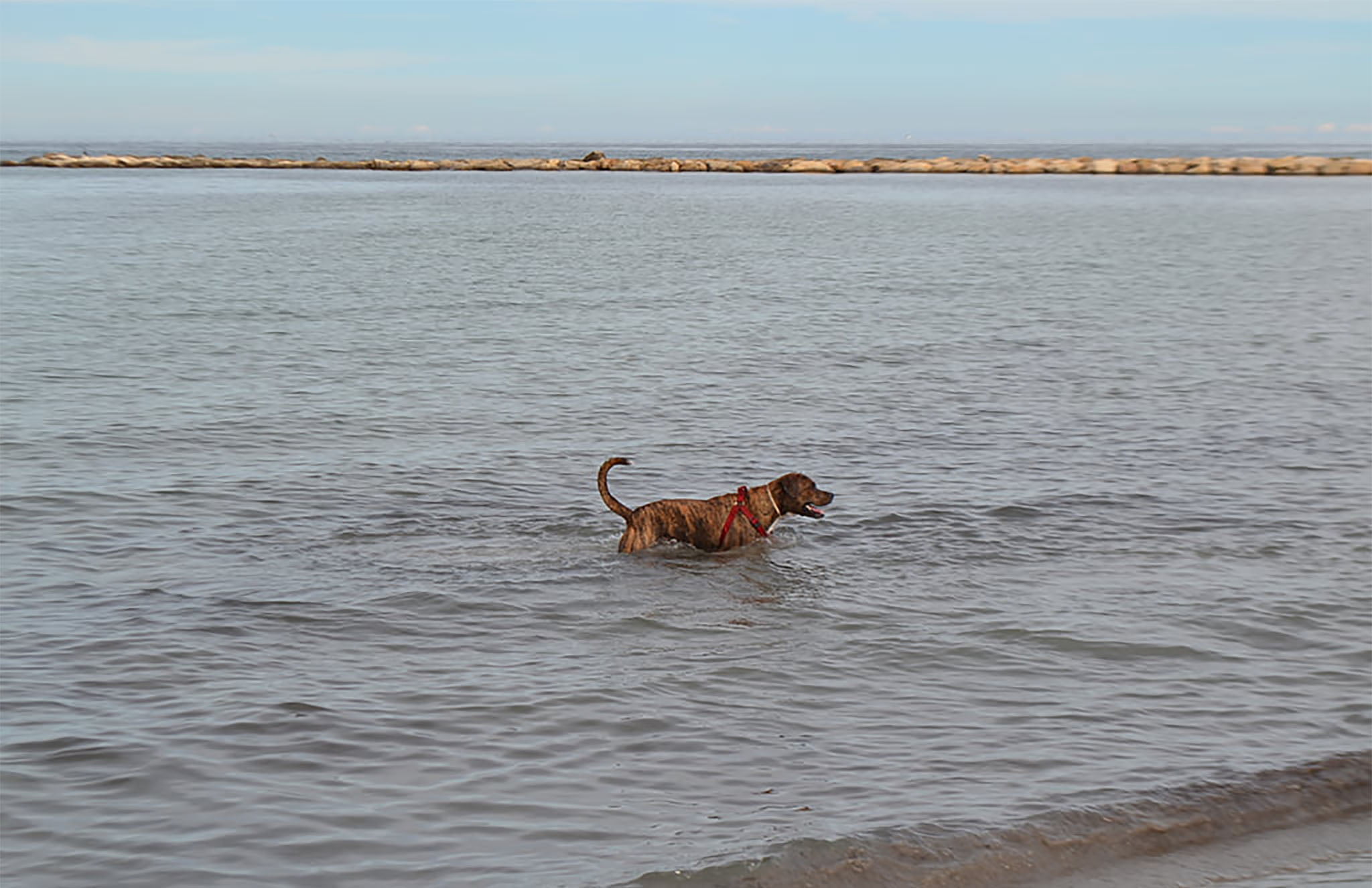 Perro bañándose en la playa de Dénia