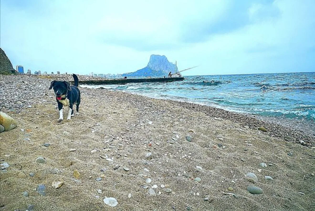 Perro en la cala Les Urques de Calp - Tourist Info Calp