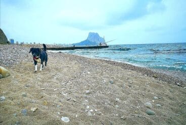 Perro en la cala Les Urques de Calp – Tourist Info Calp