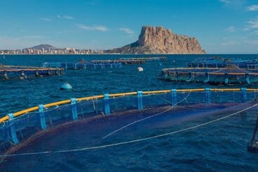 Piscifactoría actual de Calp