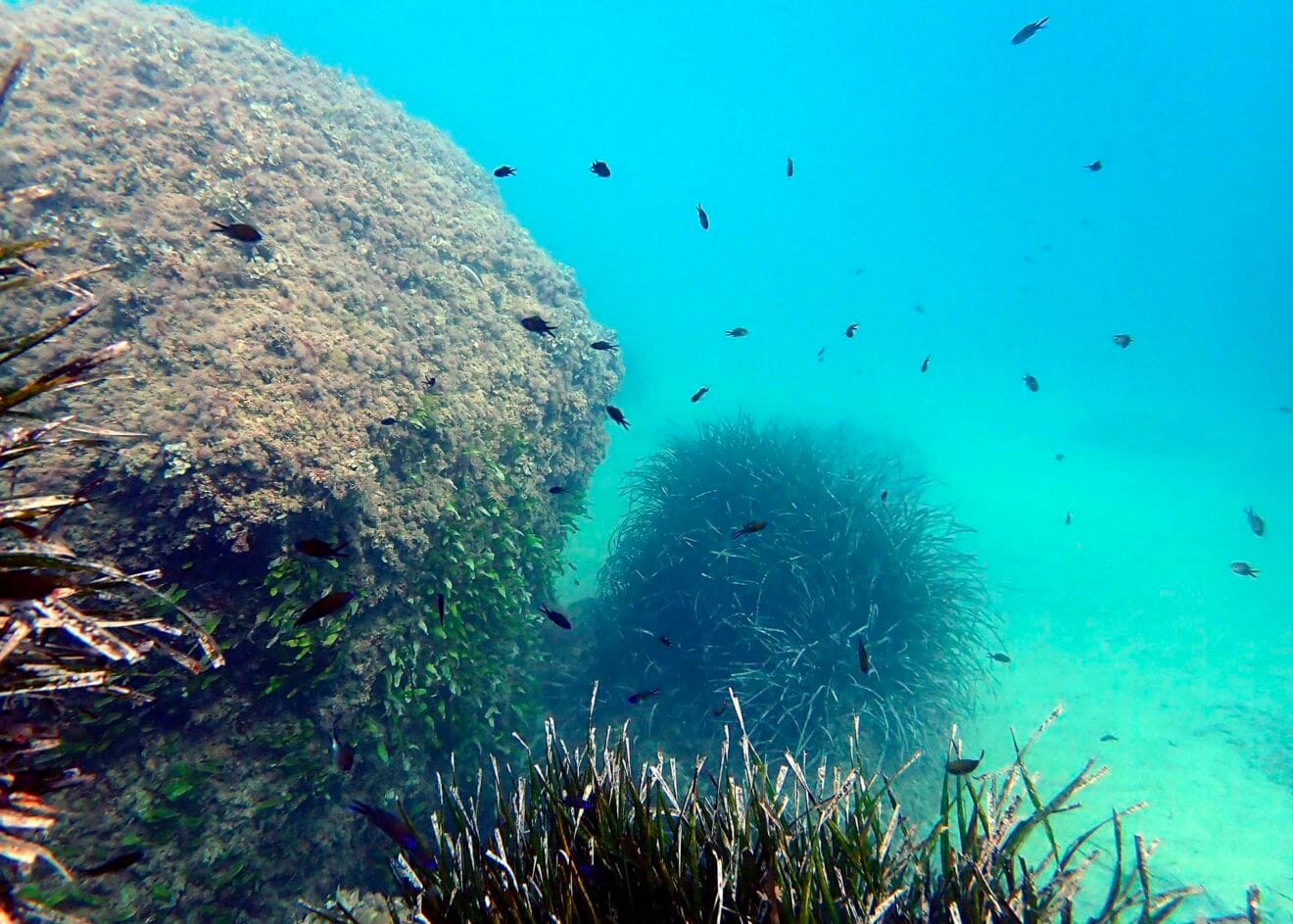 Pradera de posidonia en Teulada-Moraira