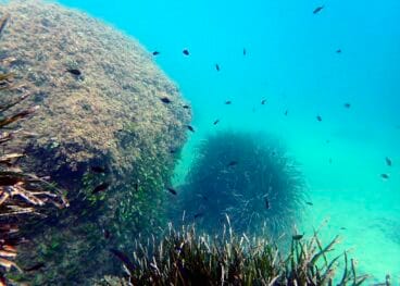 Pradera de posidonia en Teulada-Moraira