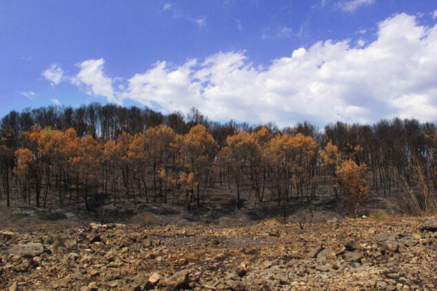 Imagen: Arbolada quemada por el incendio en la Vall d'Ebo