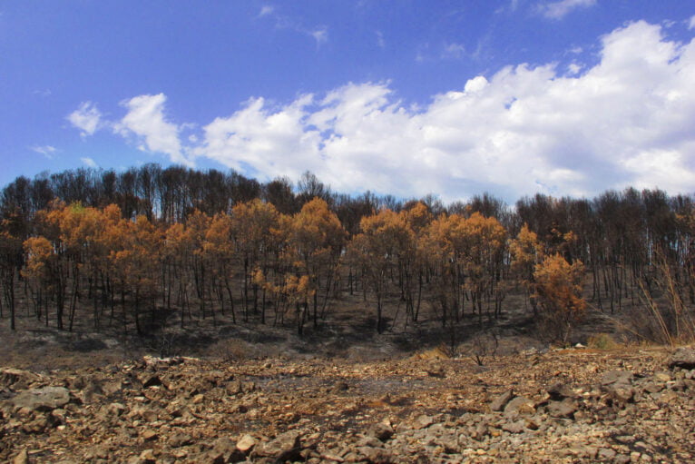 Arbolada quemada por el incendio en la Vall d'Ebo