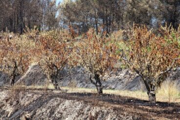 Bancal afectado por el fuego del incendio en les Valls de la Marina